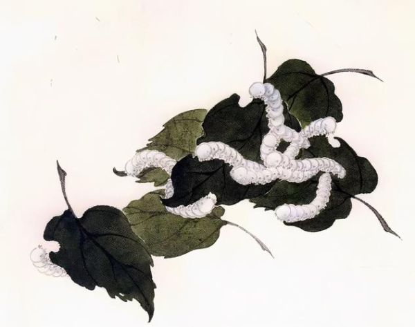 春蚕象征什么情感_春蚕的寓意有哪些