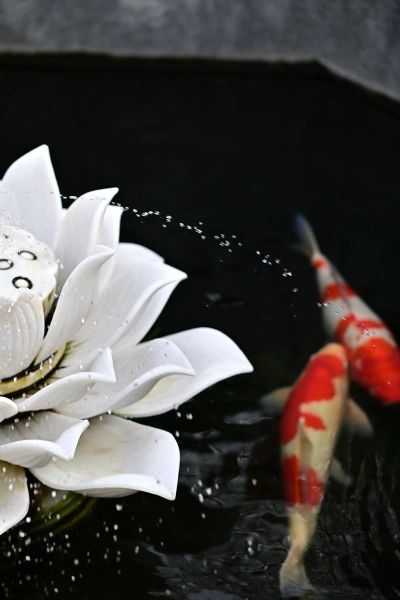 花斑斑表达什么情感_花斑斑暗示什么心理