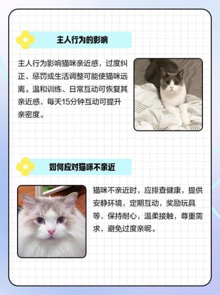 猫咪为什么突然疏远主人_如何读懂猫的情感表达