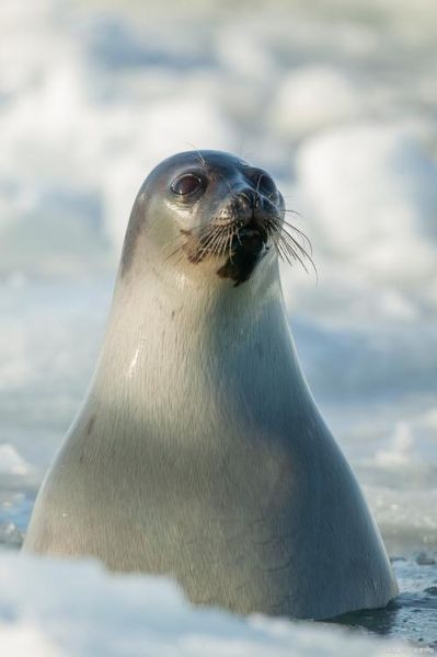 海豹为什么会哭_海豹表达情感的方式