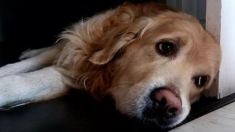 狗狗为什么突然躲起来_狗狗焦虑表现有哪些