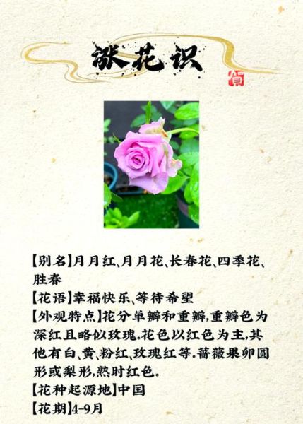 月季花语是什么_月季表达什么情感