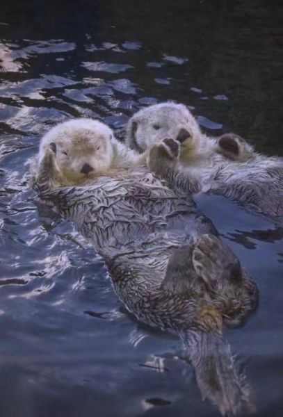 水獭会哭吗_水獭如何表达悲伤