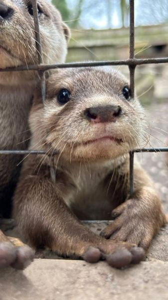 水獭会哭吗_水獭如何表达悲伤