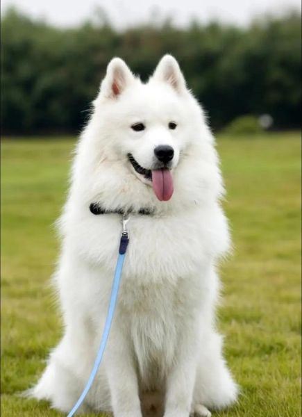 萨摩耶为什么总是笑_萨摩耶开心表现有哪些