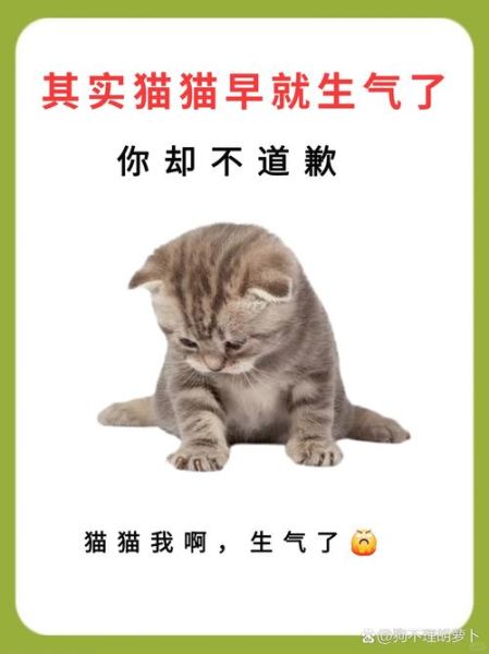 猫为什么突然不理人_猫生气表现有哪些
