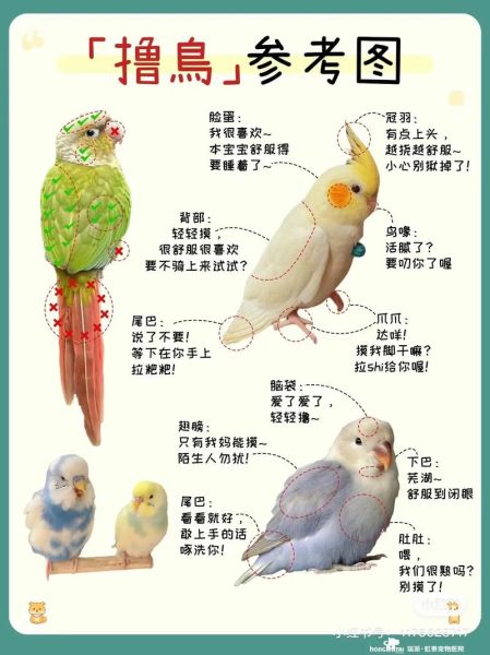 鸟类如何表达情感_鸟类情感表达方式