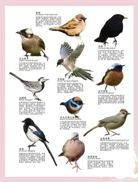 鸟类如何表达情感_鸟类情感表达方式