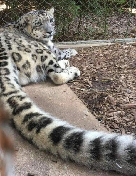 雪豹如何表达情感_雪豹情绪信号有哪些