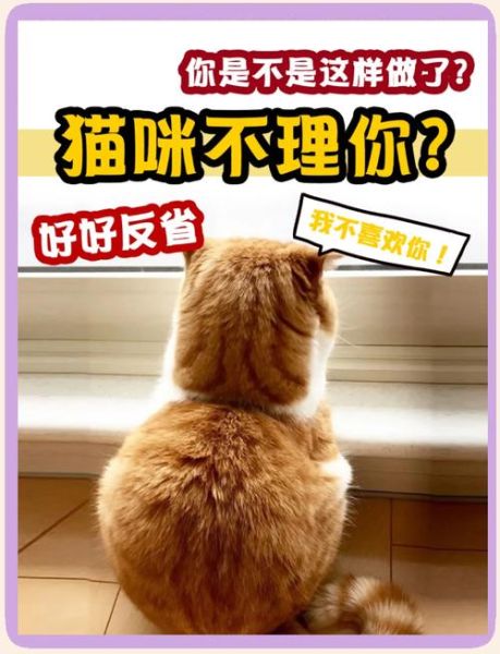 猫咪为什么突然不理人_如何读懂猫咪情绪