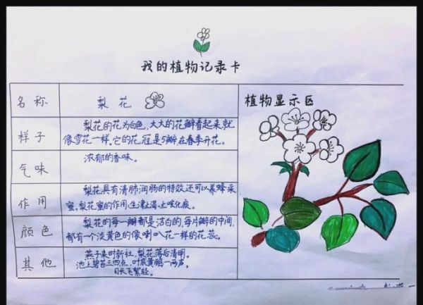 适合小学生看的植物书有哪些_植物小百科读书推荐卡怎么用