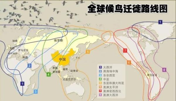 动物迁徙路线_为什么不会迷路