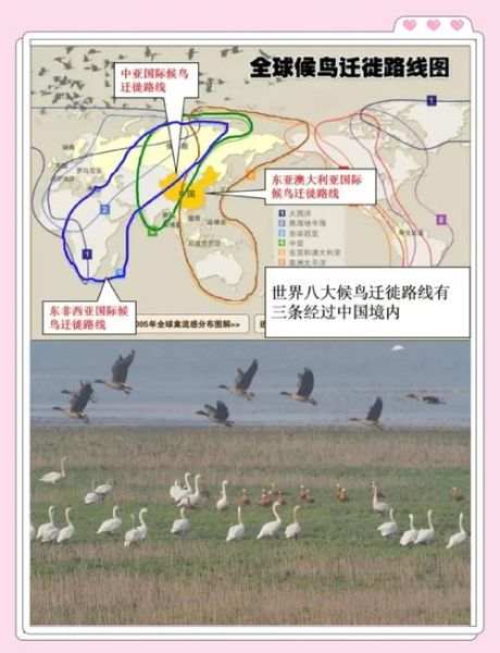 候鸟为什么迁徙_候鸟迁徙路线