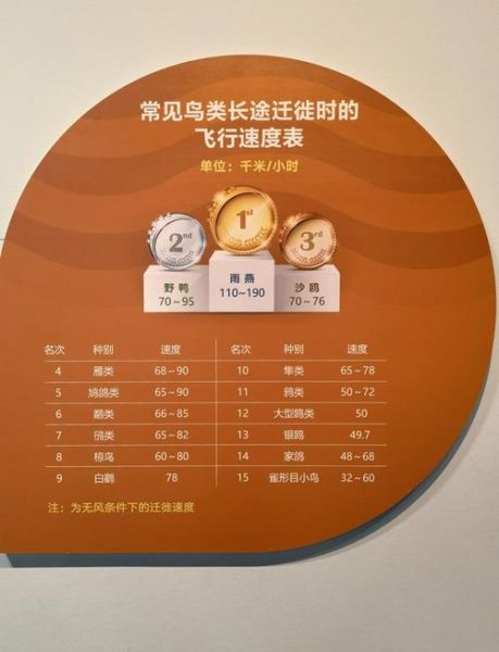 候鸟为什么迁徙_候鸟迁徙路线