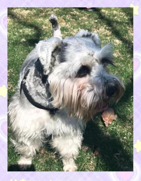 雪纳瑞摇尾巴什么意思_雪纳瑞怎么表达开心