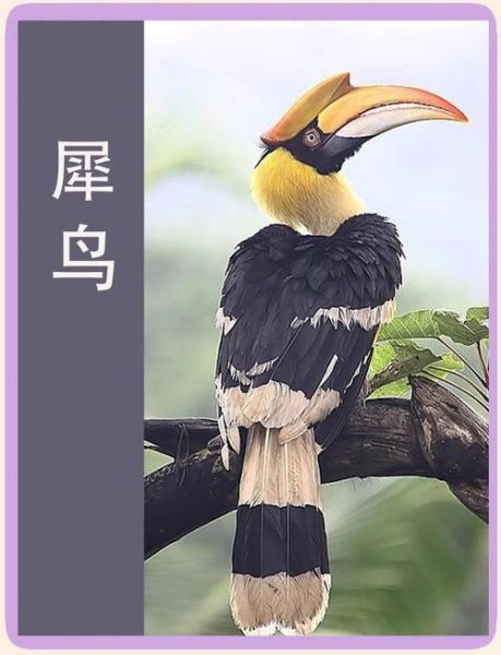 犀鸟如何表达情感_犀鸟会哭吗