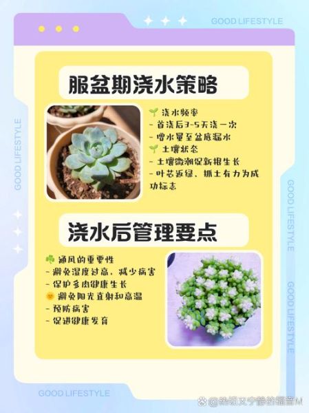 多肉植物多久浇一次水_多肉植物浇水正确方法