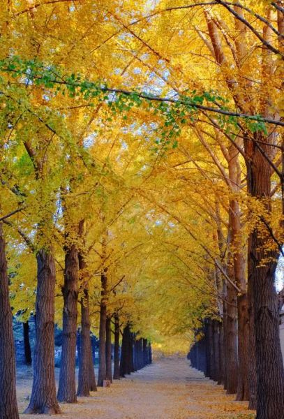 秋天适合去哪里旅游_秋天旅游最佳去处