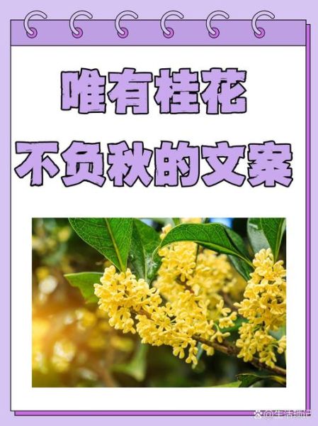 桂花的花语是什么_如何用桂花表达思念