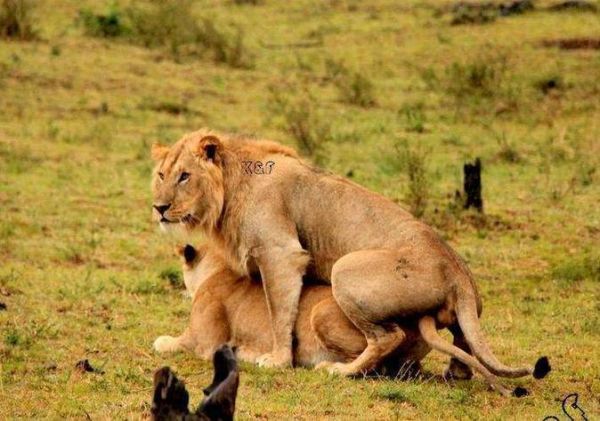 狮子情感画面_如何表现