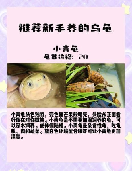 乌龟会表达情感吗_乌龟如何表达喜欢