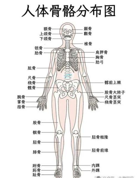 人体有多少块骨头_骨骼会再生吗