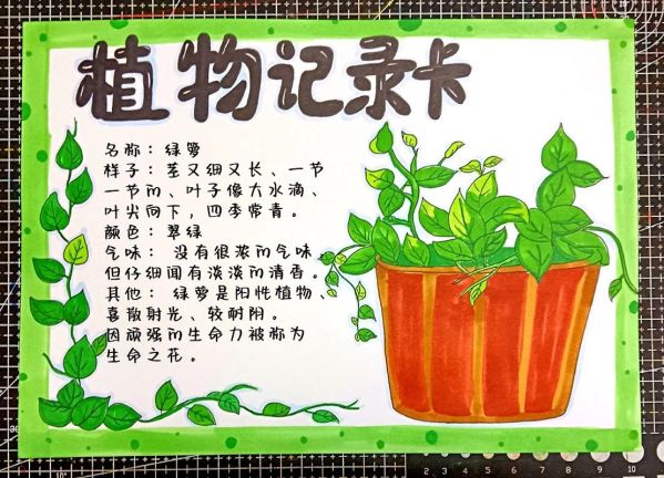 植物百科全书读书卡怎么做_植物卡片怎么写才精美