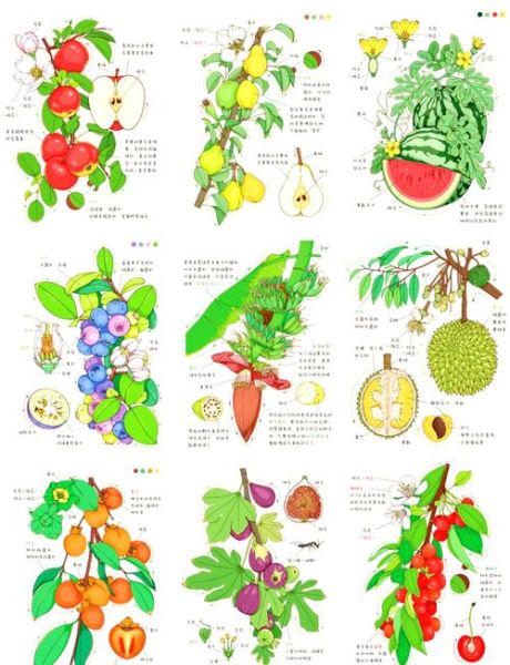 植物世界大百科适合几岁孩子_如何挑选植物绘本