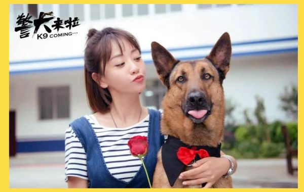 警犬情感表达_警犬如何表达情绪