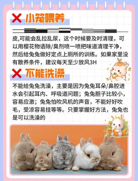兔子怎么养_新手养兔注意事项