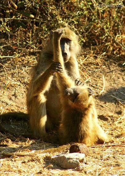 狒狒怎么表达情感_狒狒情感交流方式