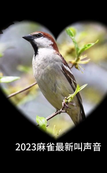 麻雀为什么总是叽叽喳喳_麻雀叫声代表什么情感