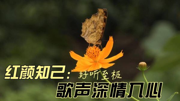 知己歌曲有哪些_如何表达知己情感