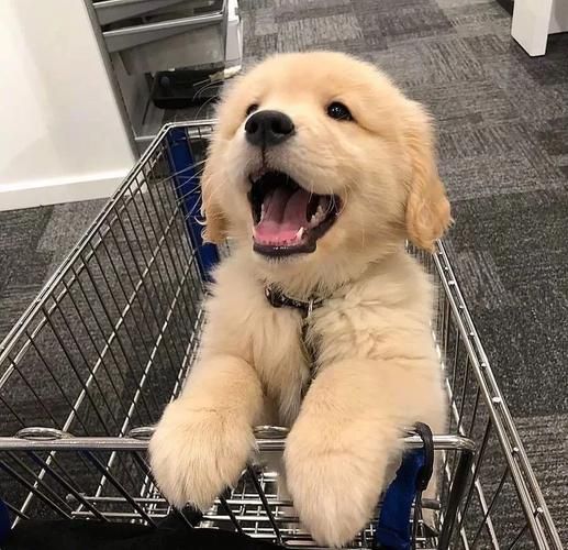 巴尼狗狗情感表达_如何让狗狗更快乐