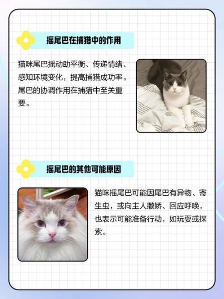 猫咪摇尾巴是什么意思_猫咪情感表达视频怎么看懂