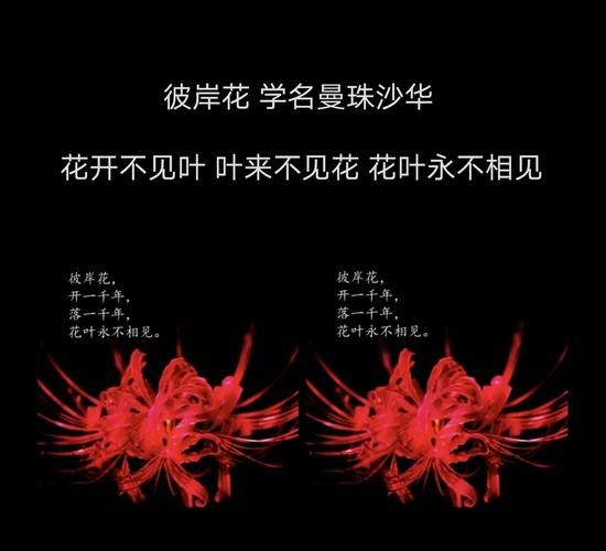 彼岸情感表达_如何面对失去