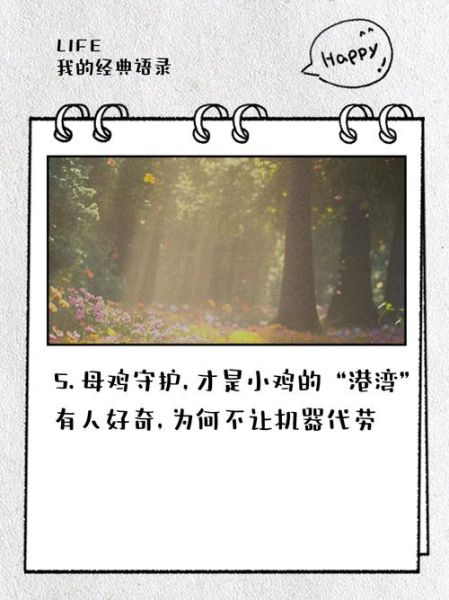 母鸡为什么护崽_母鸡的情感表达