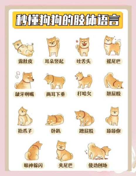 神犬情感表达_狗狗如何表达情绪