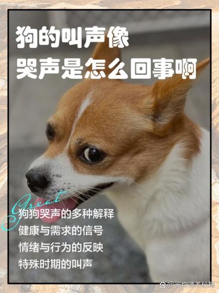 神犬情感表达_狗狗如何表达情绪
