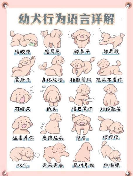 神犬情感表达_狗狗如何表达情绪