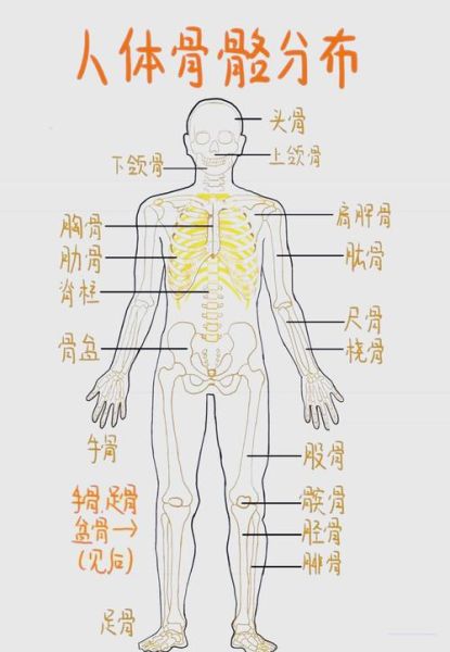 人体有多少块骨头_骨头会再生吗