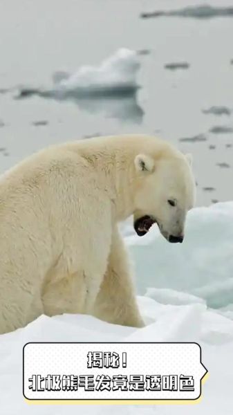 为什么北极熊不怕冷_北极熊的毛发结构是什么