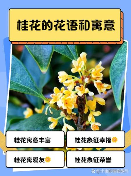 桂花的花语是什么_桂花象征友谊吗