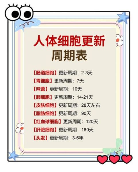 什么是细胞周期_细胞周期如何调控