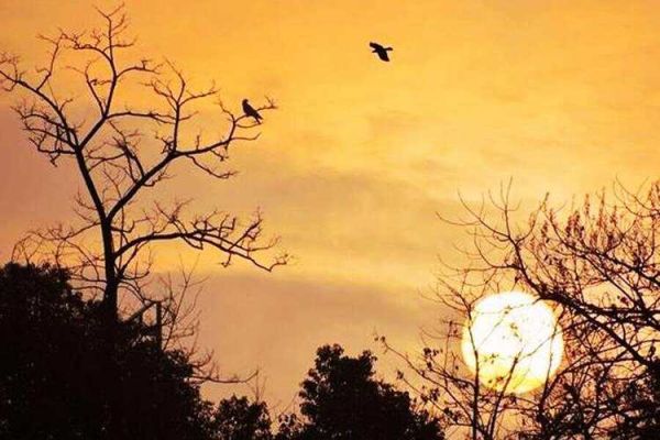 昏鸦表达什么情感_昏鸦意象的深层含义