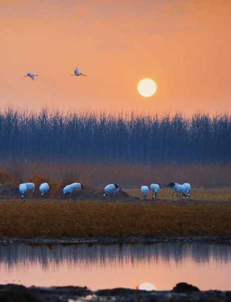 丹顶鹤怎么表达情感_丹顶鹤情感表达方式