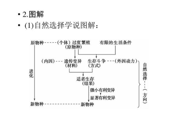 什么是自然选择_自然选择如何运作