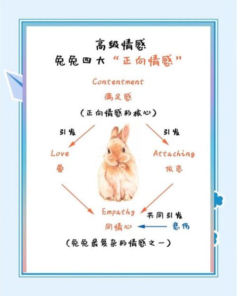 兔子开心时有什么表现_兔子难过怎么安慰