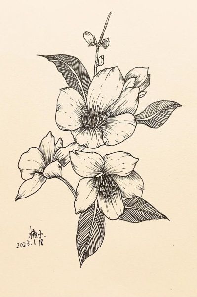 植物如何表达情感_植物情绪画怎么画