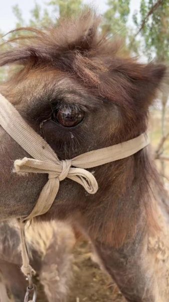 骆驼为什么哭泣_骆驼哭泣代表什么